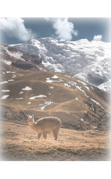 WiK kojinės žiemai